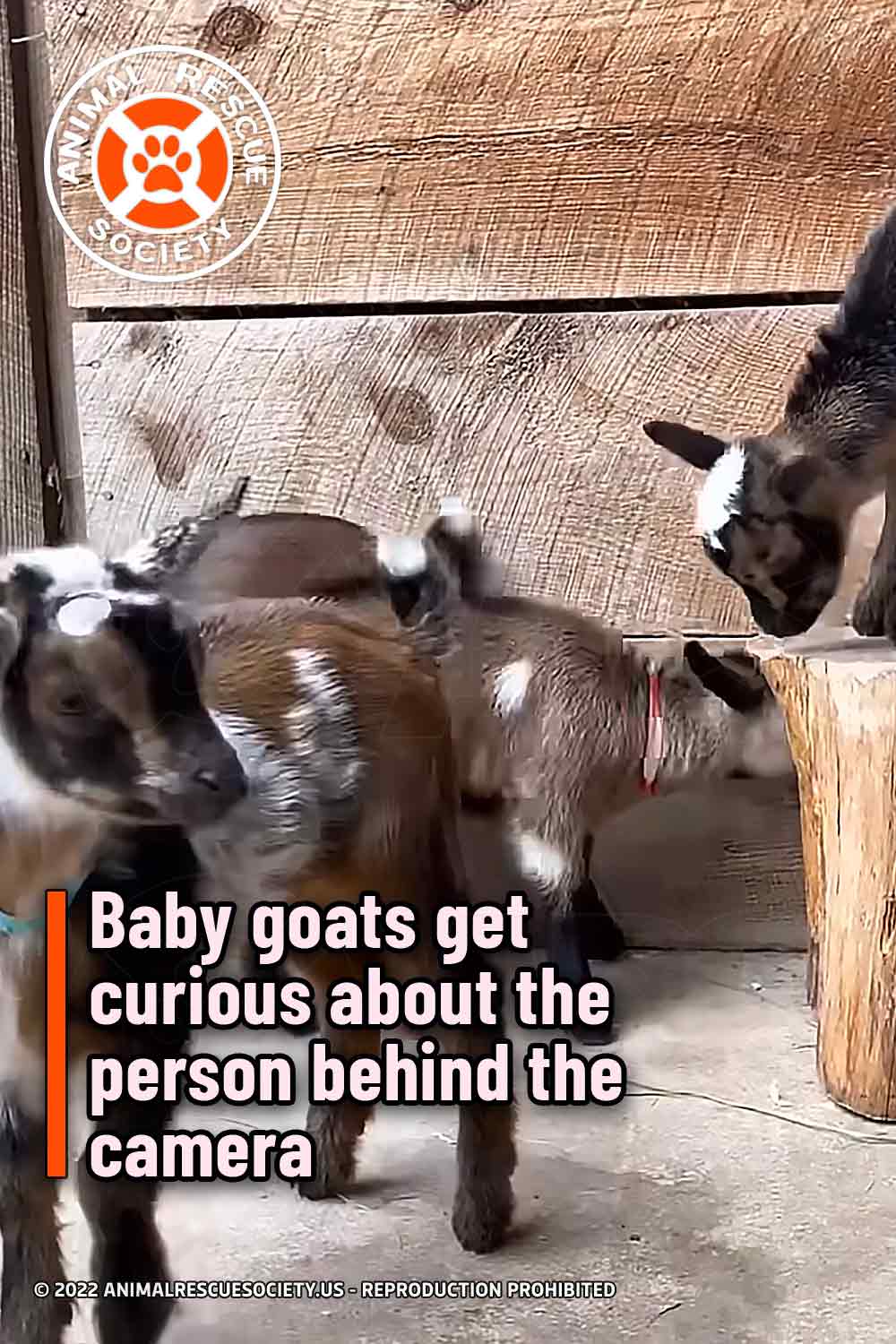 Baby goats get curious about the person behind the camera