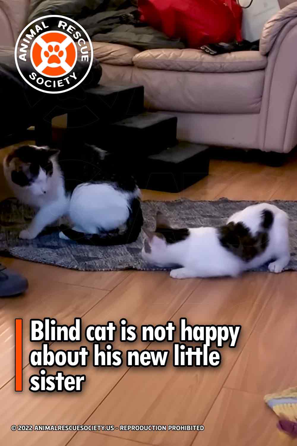 Blind cat is not happy about his new little sister