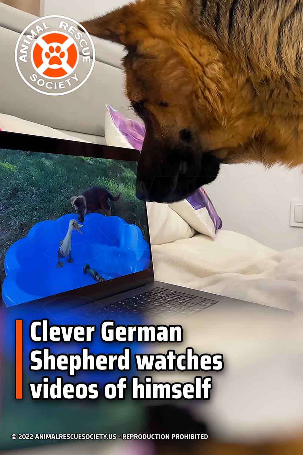 Clever German Shepherd watches videos of himself