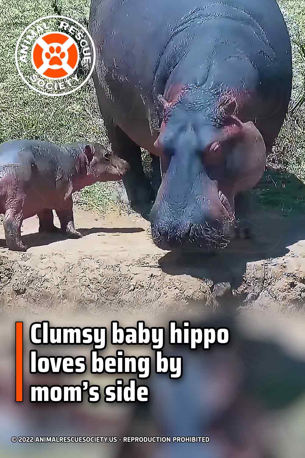 Clumsy baby hippo loves being by mom’s side
