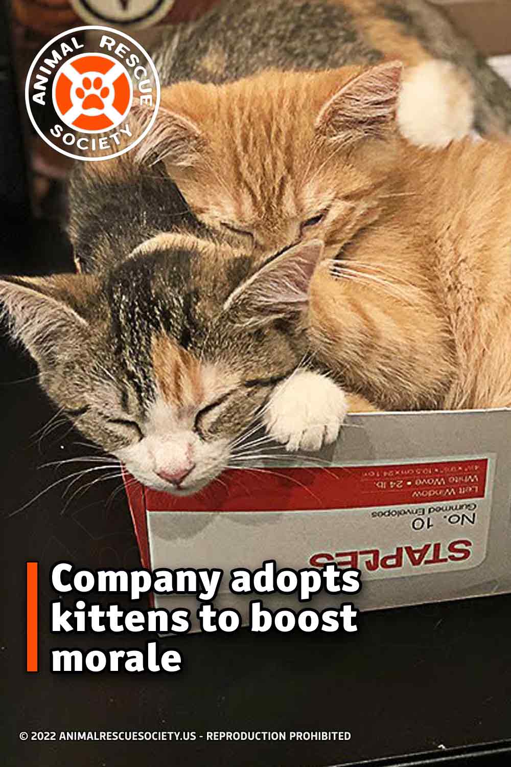Company adopts kittens to boost morale
