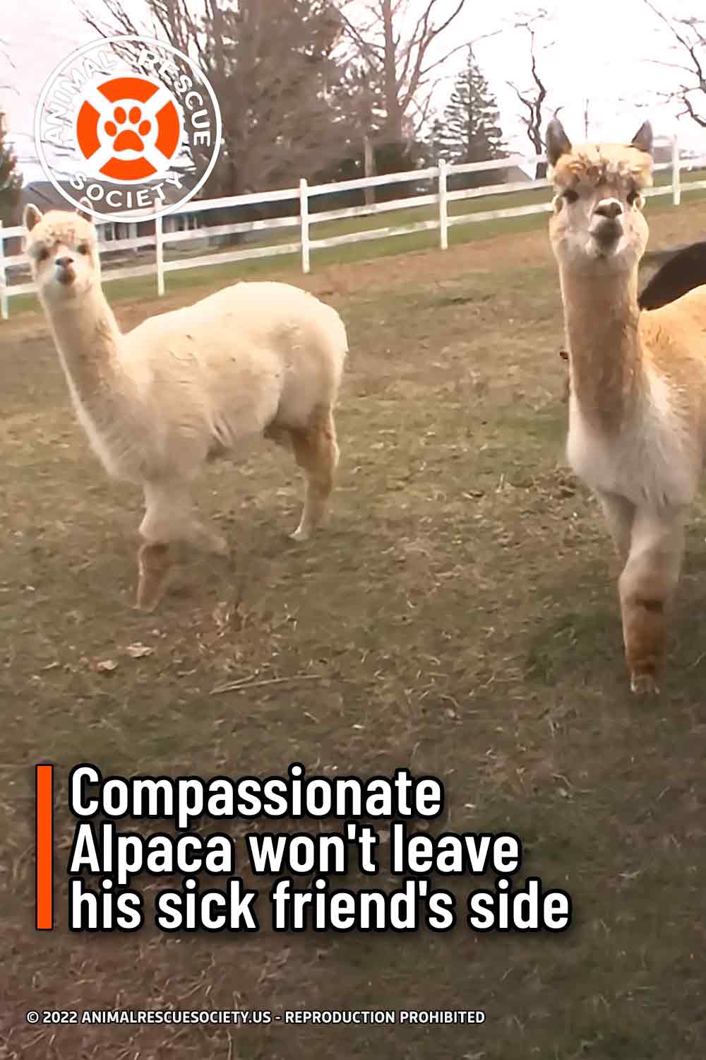 Compassionate Alpaca won\'t leave his sick friend\'s side