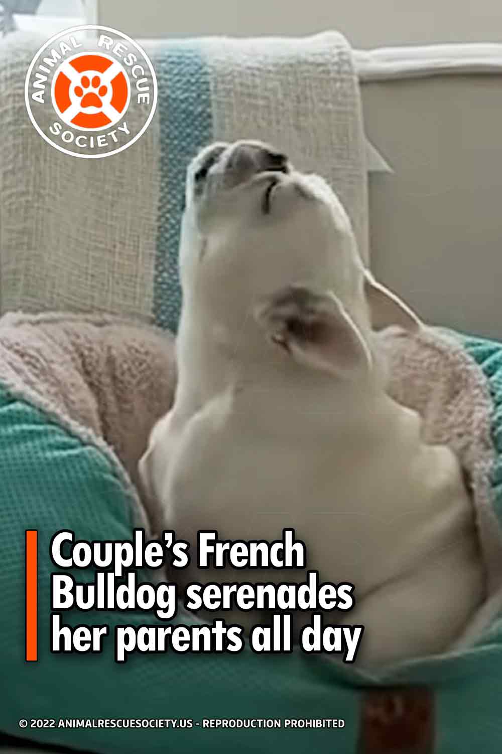 Couple’s French Bulldog serenades her parents all day