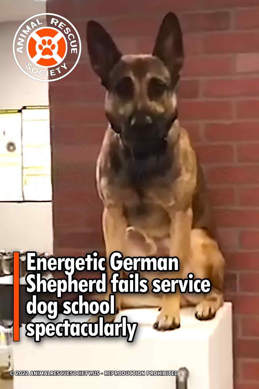 Energetic German Shepherd fails service dog school spectacularly