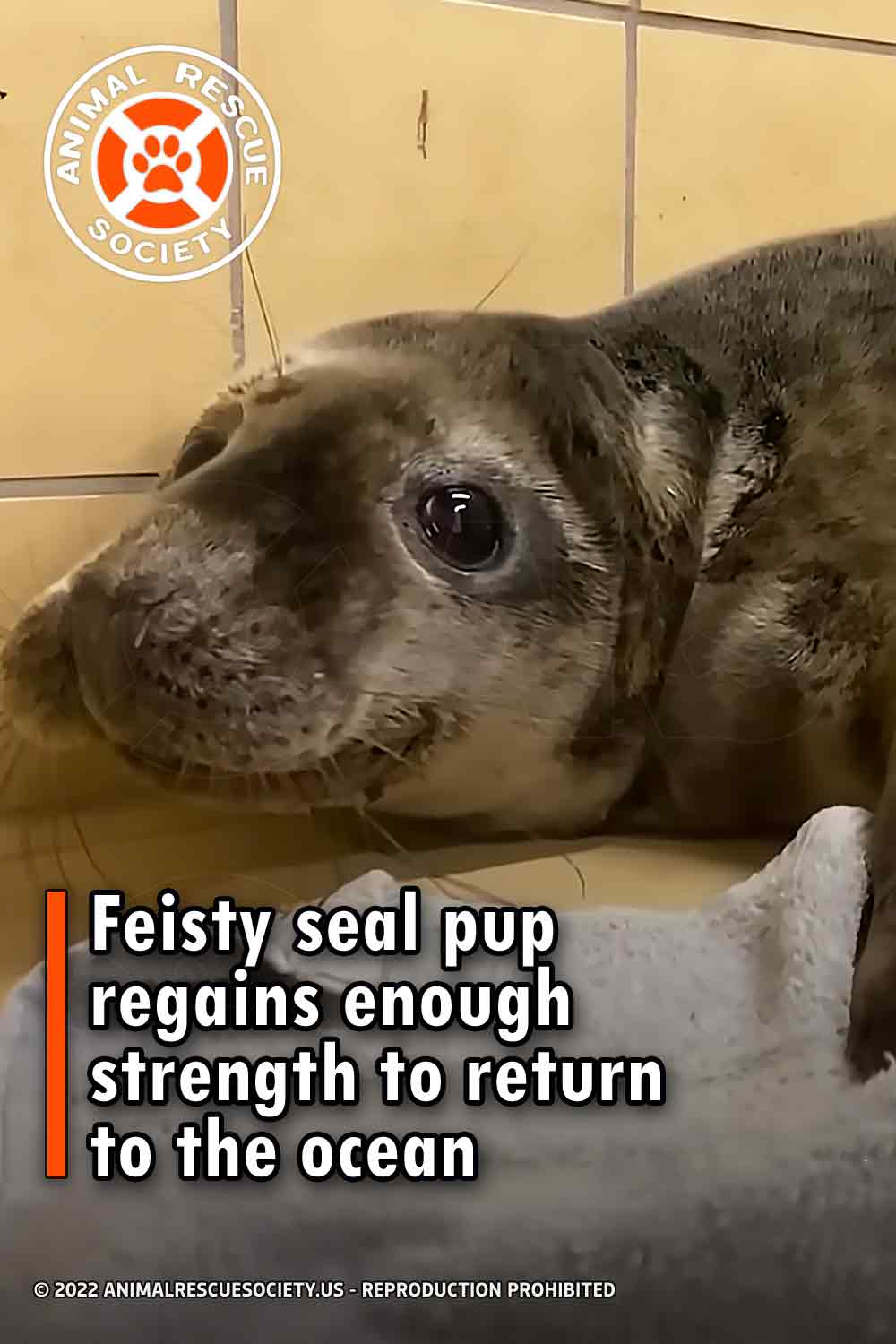 Feisty seal pup regains enough strength to return to the ocean