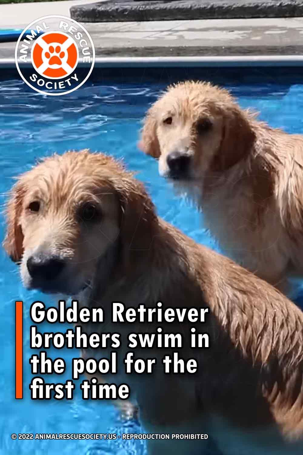 Golden Retriever brothers swim in the pool for the first time