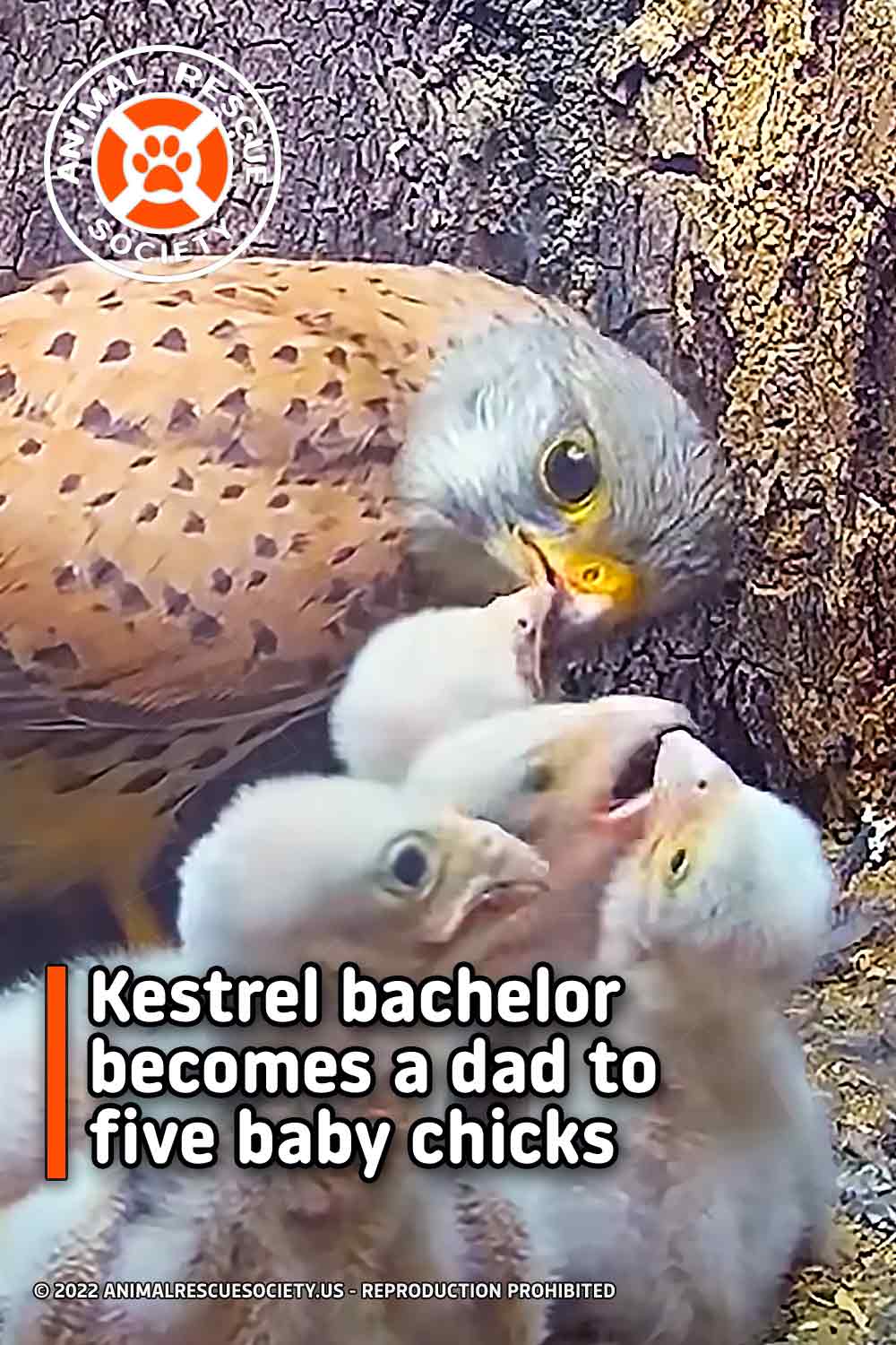 Kestrel bachelor becomes a dad to five baby chicks