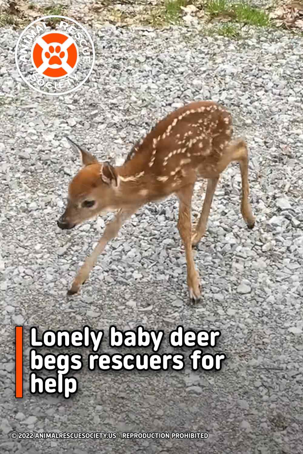 Lonely baby deer begs rescuers for help