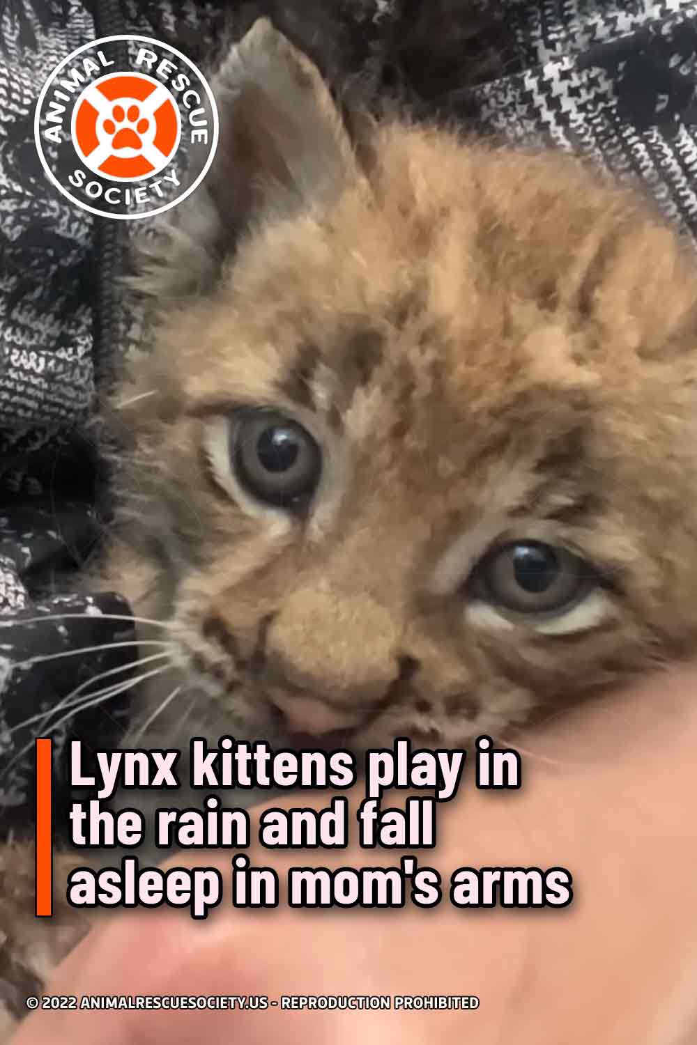 Lynx kittens play in the rain and fall asleep in mom\'s arms