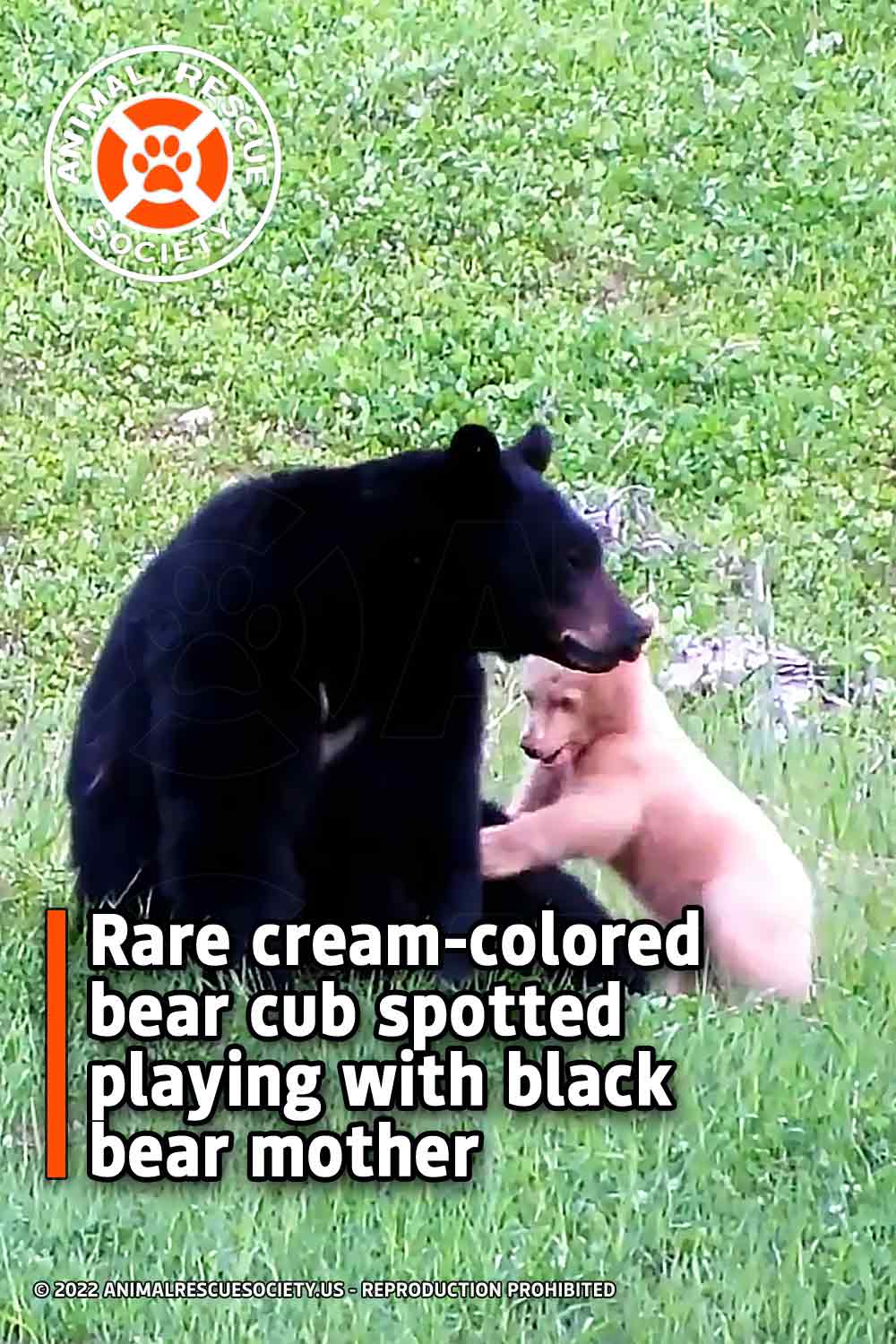 Rare cream-colored bear cub spotted playing with black bear mother