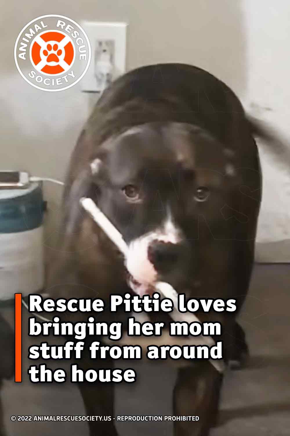Rescue Pittie loves bringing her mom stuff from around the house.