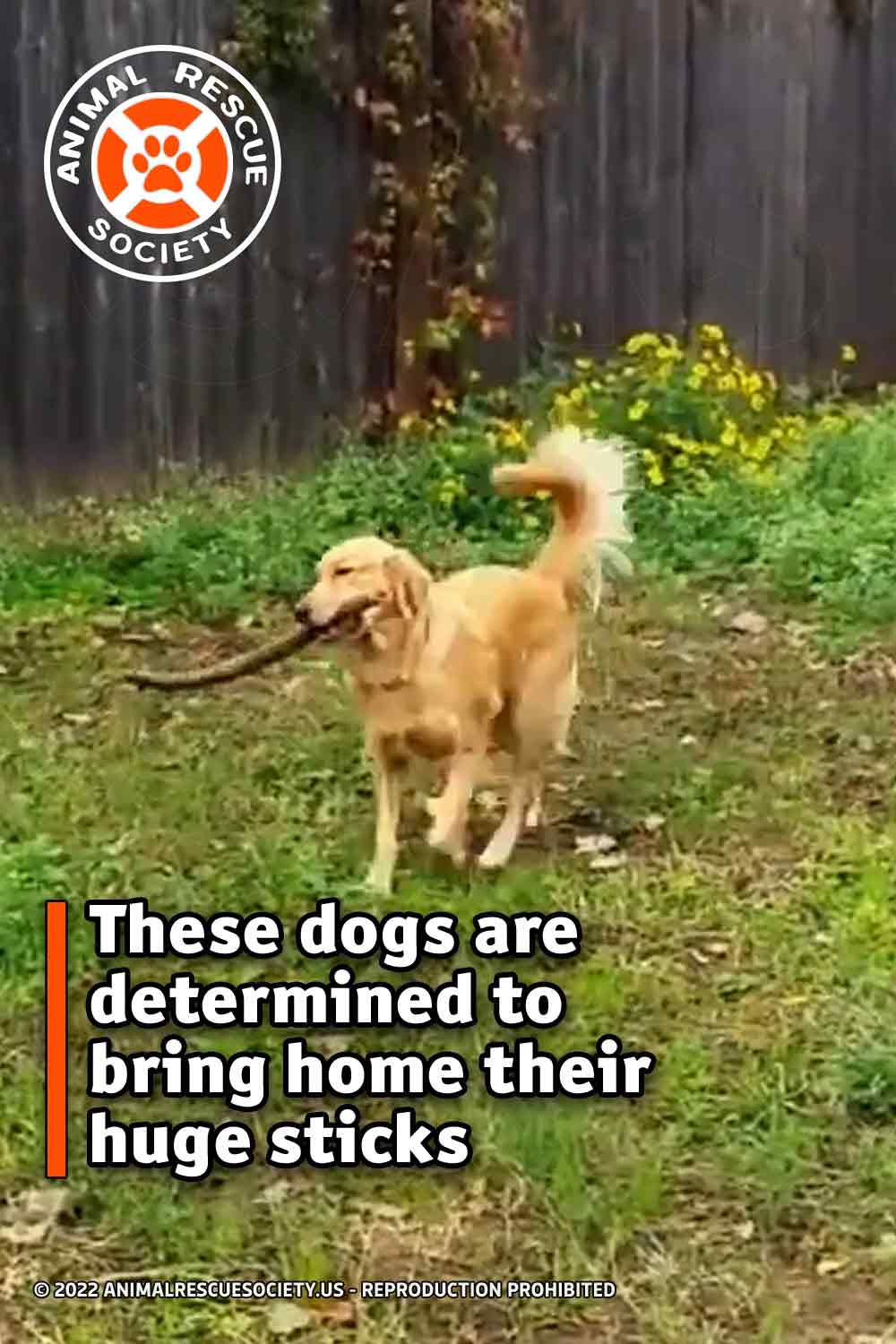 These dogs are determined to bring home their huge sticks