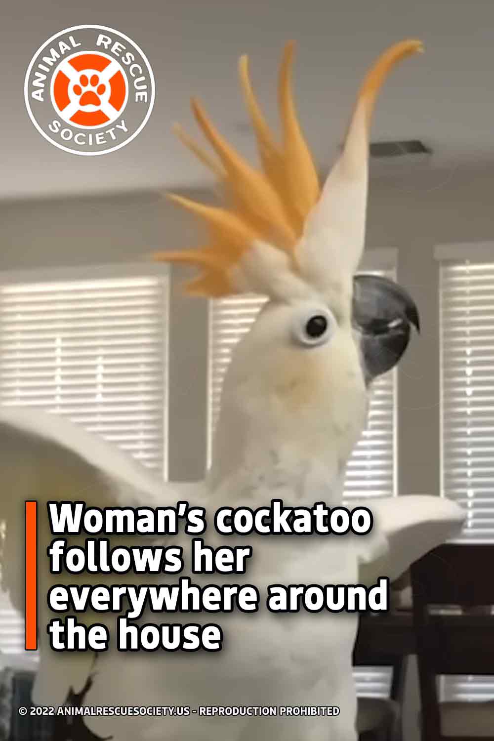Woman’s cockatoo follows her everywhere around the house