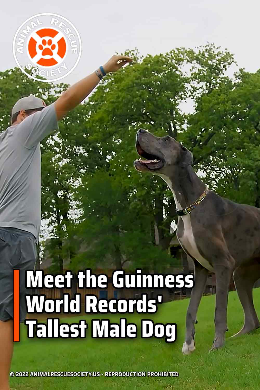 Meet the Guinness World Records\' Tallest Male Dog
