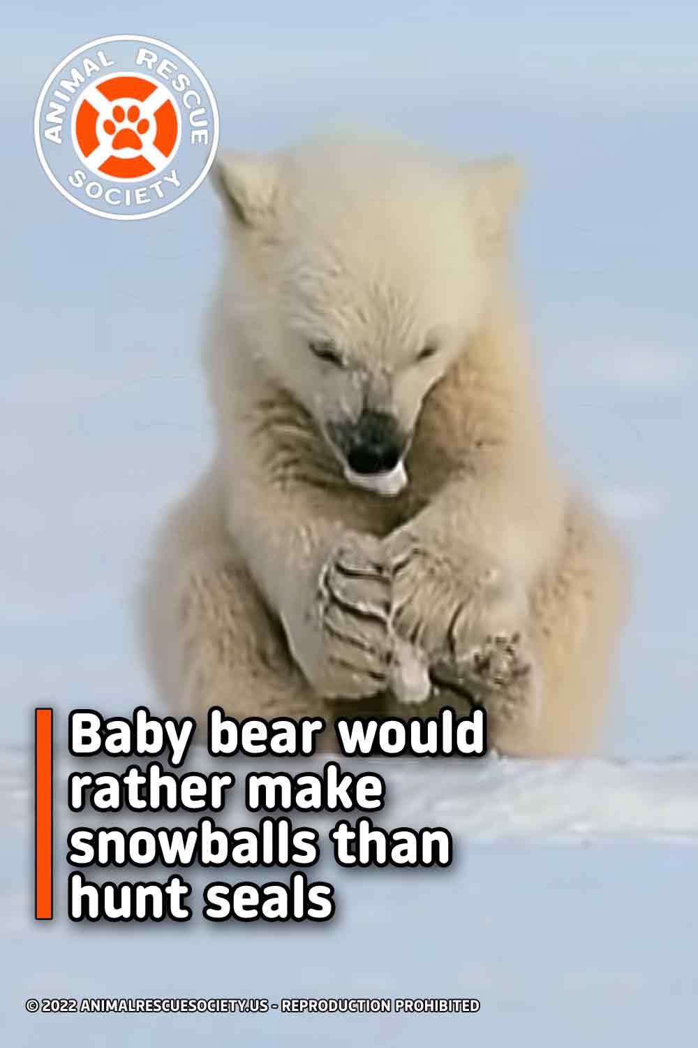 Baby bear would rather make snowballs than hunt seals