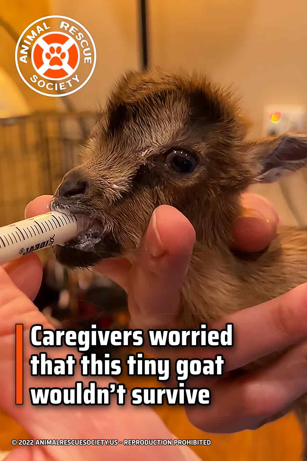Caregivers worried that this tiny goat wouldn’t survive