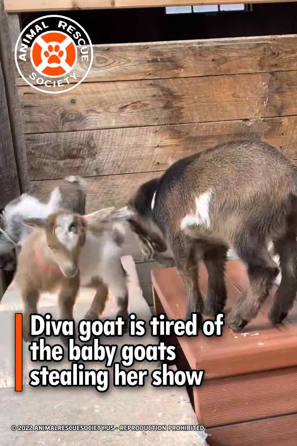 Diva goat is tired of the baby goats stealing her show