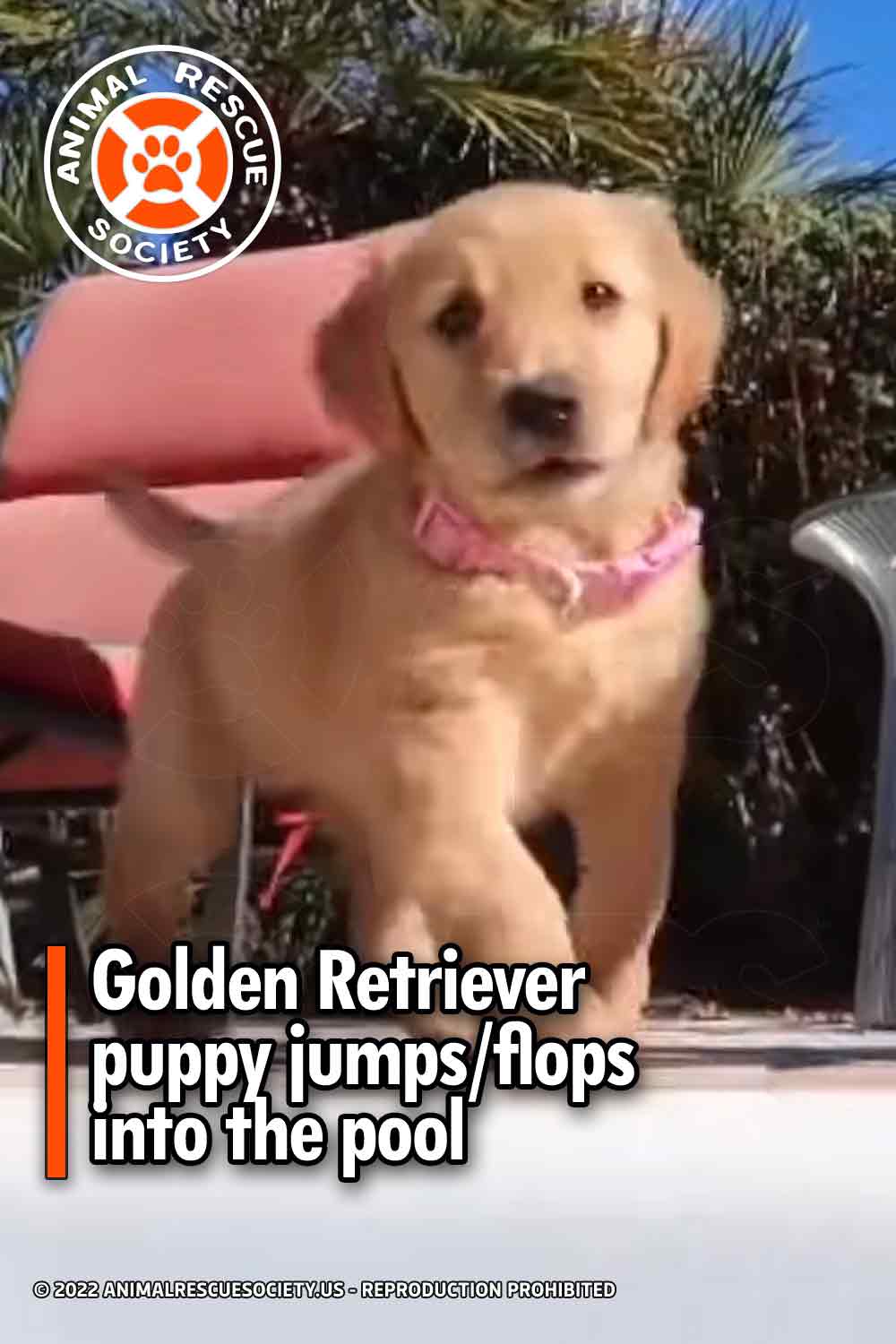 Golden Retriever puppy jumps/flops into the pool