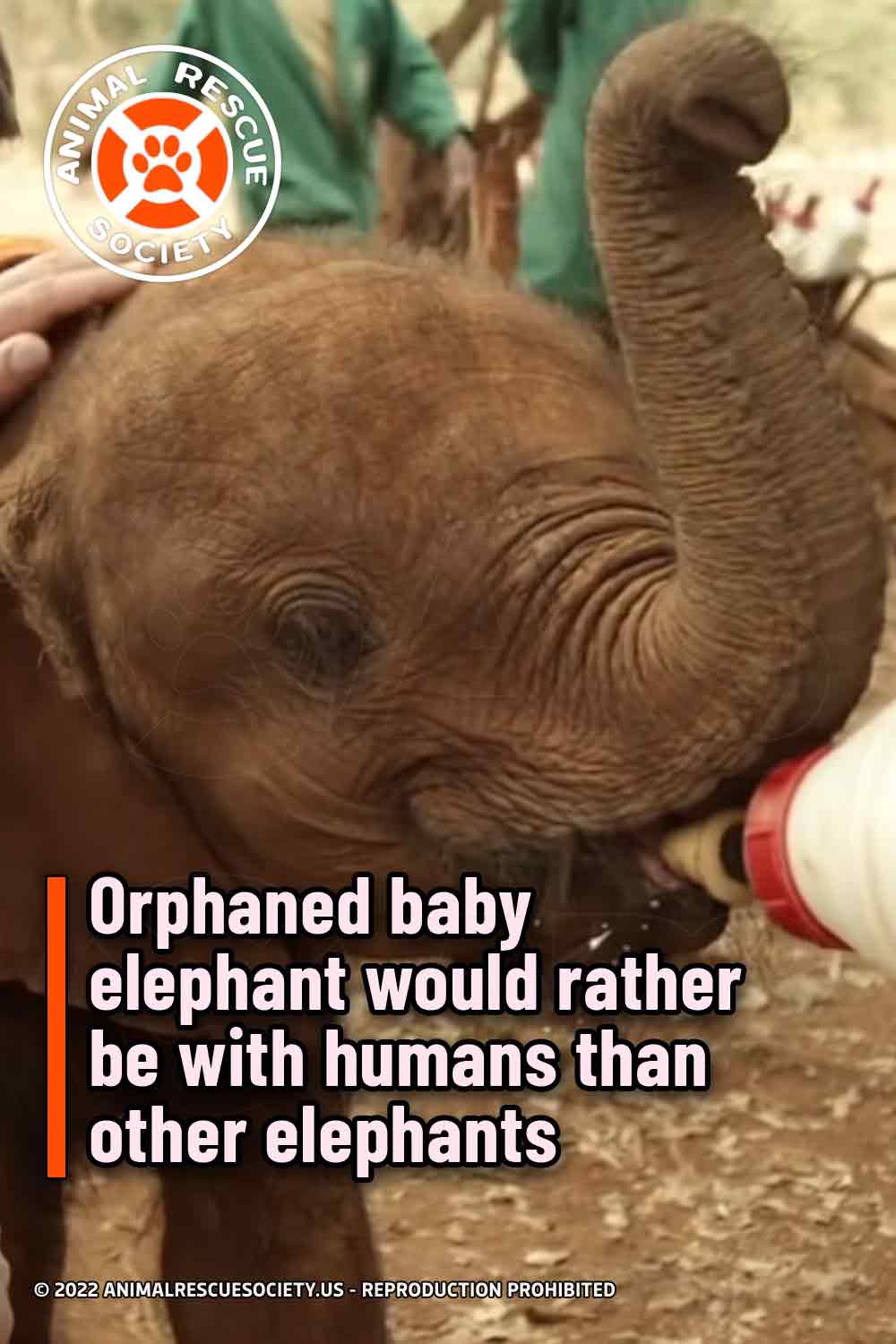 Orphaned baby elephant would rather be with humans than other elephants