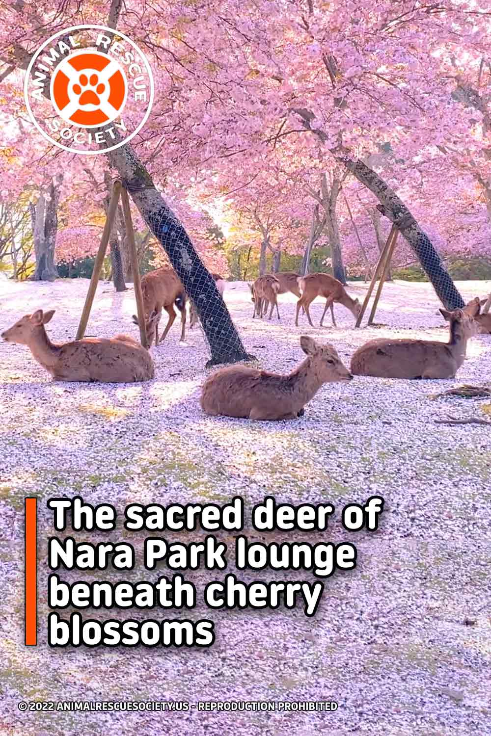 The sacred deer of Nara Park lounge beneath cherry blossoms