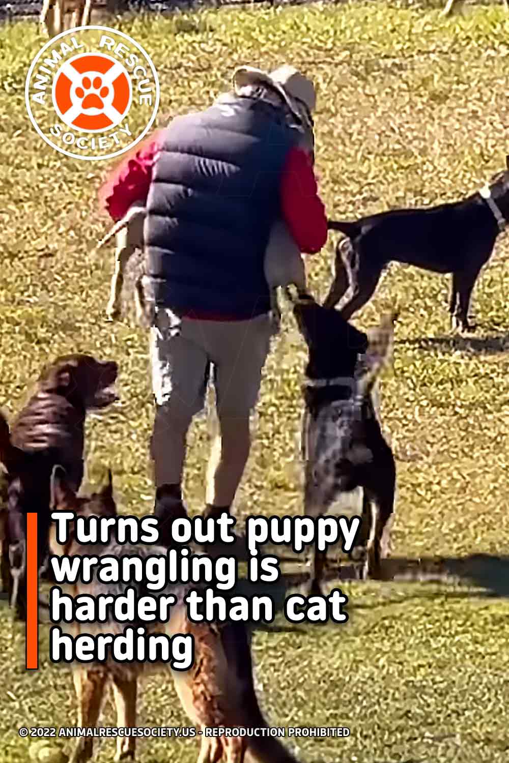 Turns out puppy wrangling is harder than cat herding