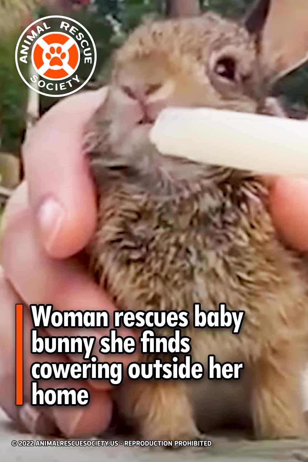 Woman rescues baby bunny she finds cowering outside her home.