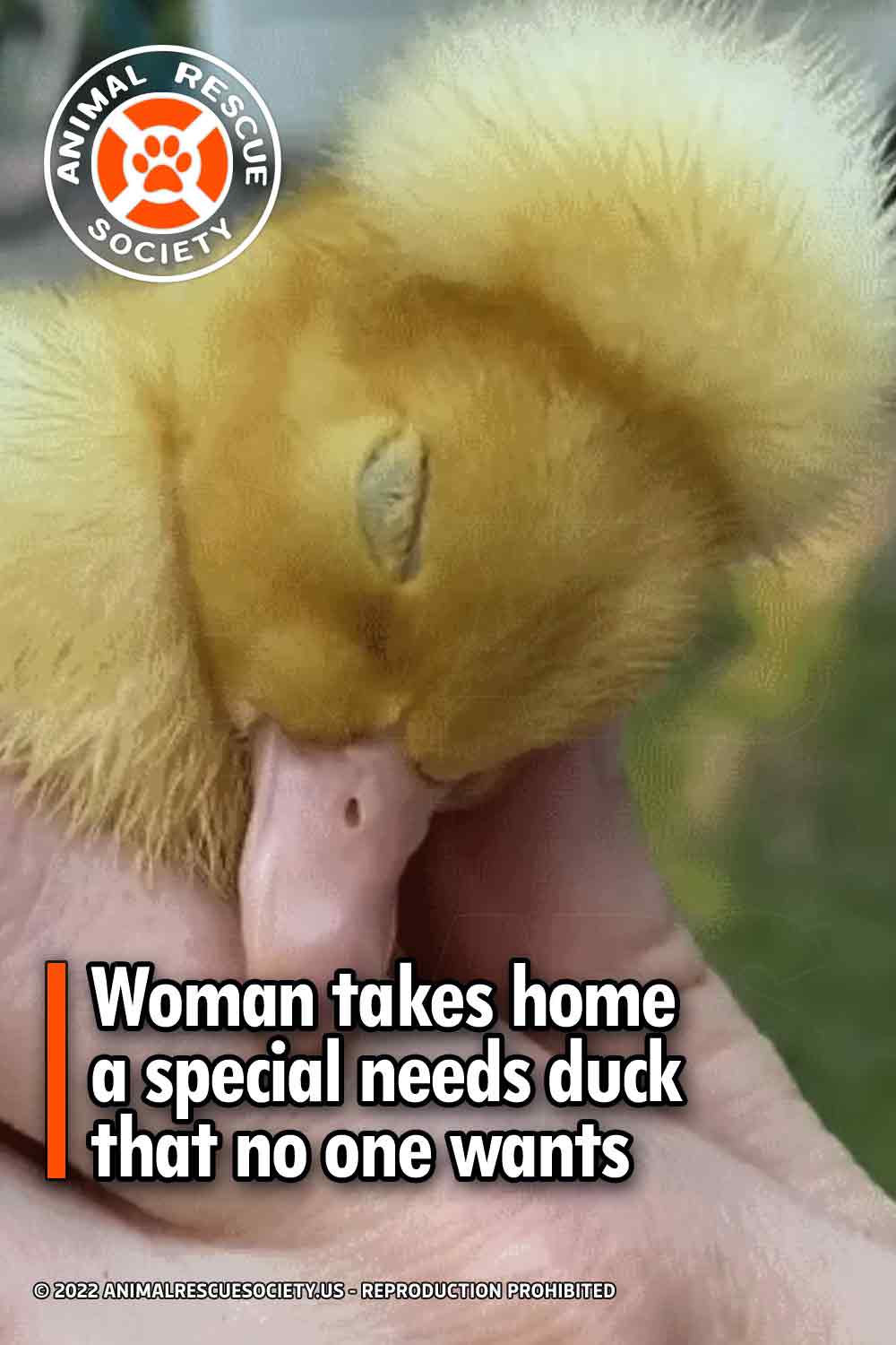 Woman takes home a special needs duck that no one wants