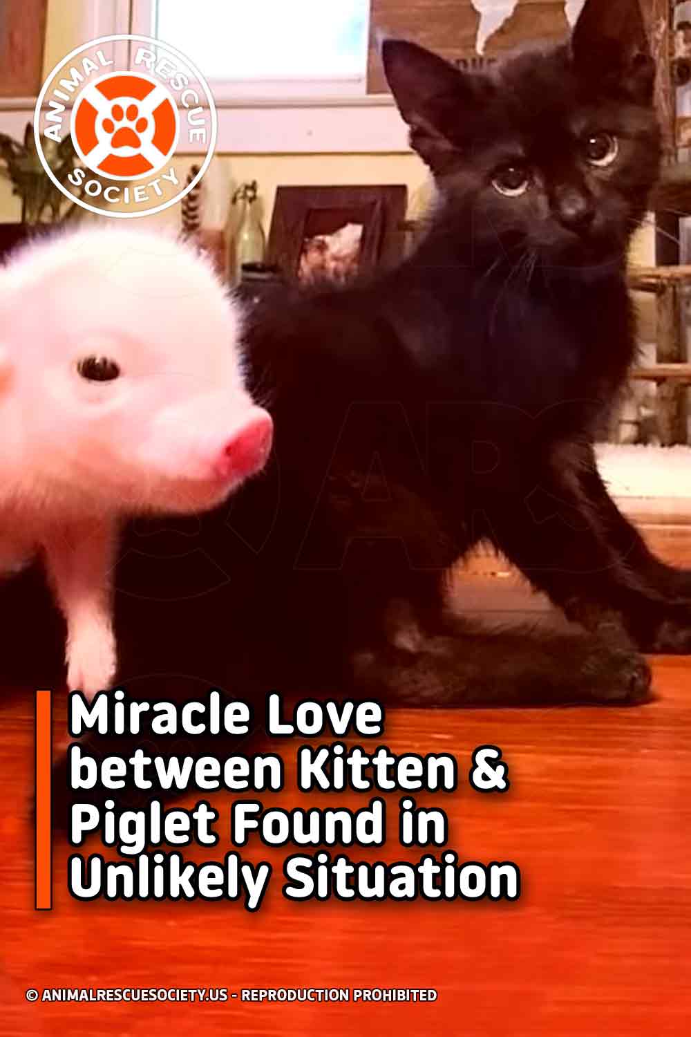 Miracle Love between Kitten & Piglet Found in Unlikely Situation