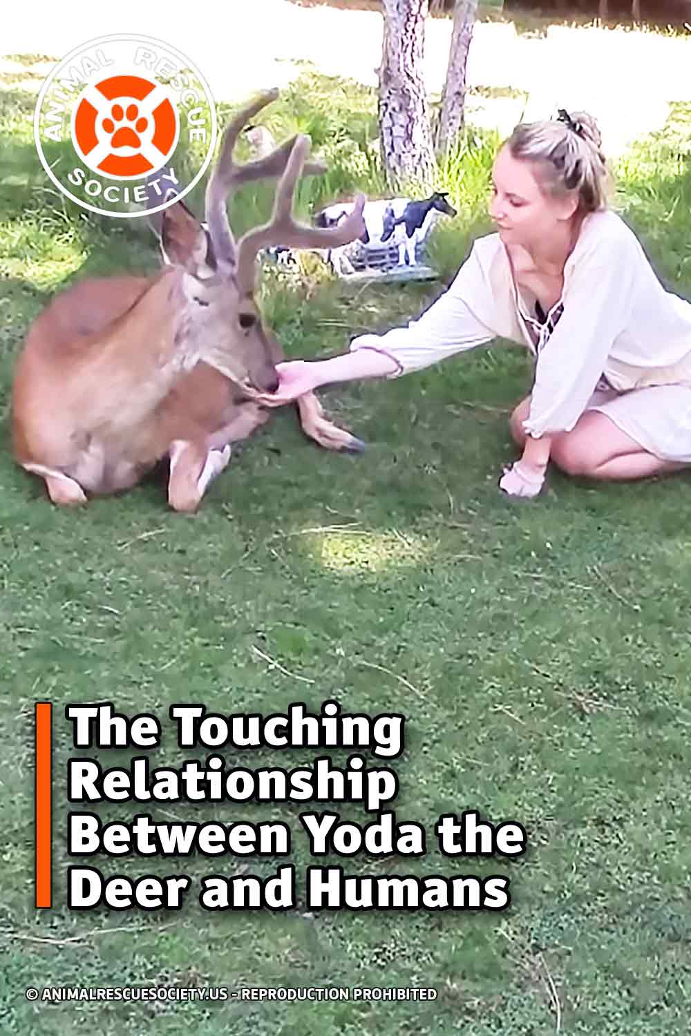 The Touching Relationship Between Yoda the Deer and Humans