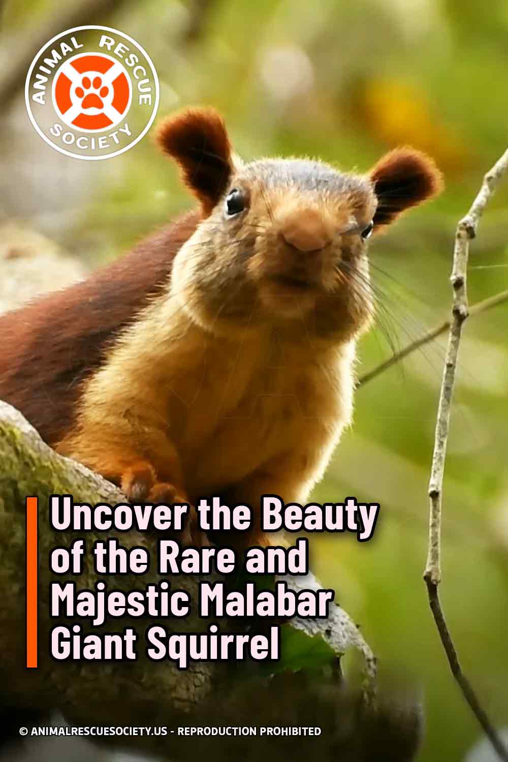 Uncover the Beauty of the Rare and Majestic Malabar Giant Squirrel
