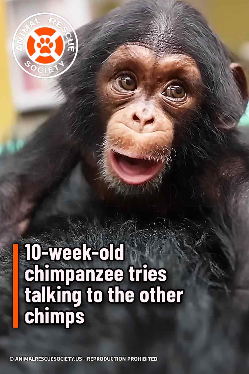 10-week-old chimpanzee tries talking to the other chimps
