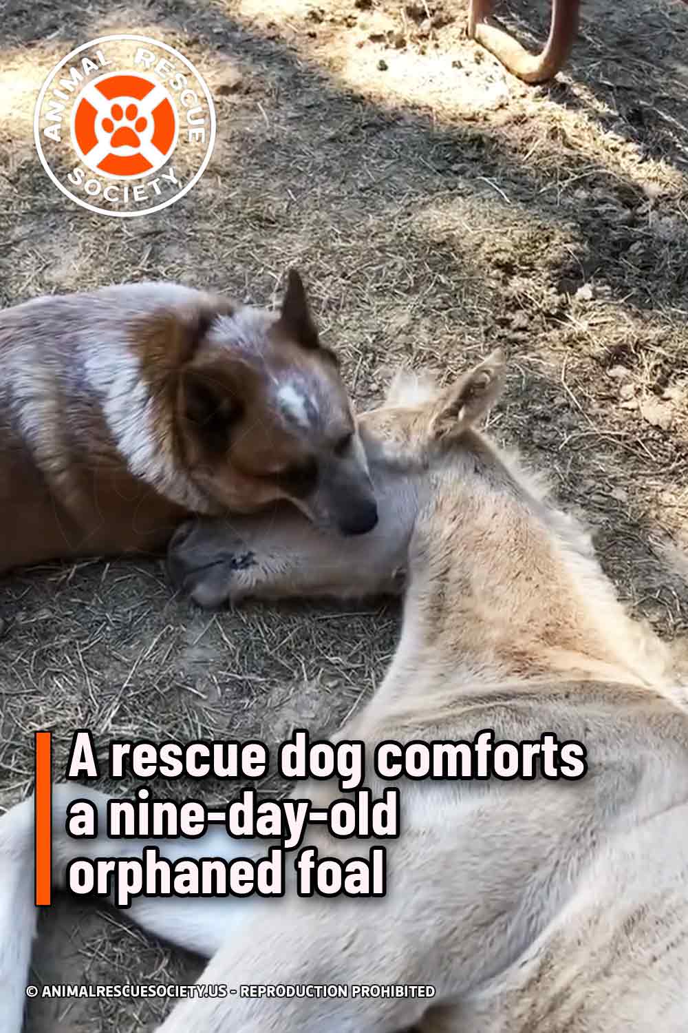A rescue dog comforts a nine-day-old orphaned foal