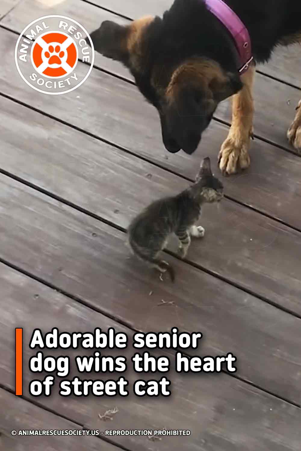 Adorable senior dog wins the heart of street cat