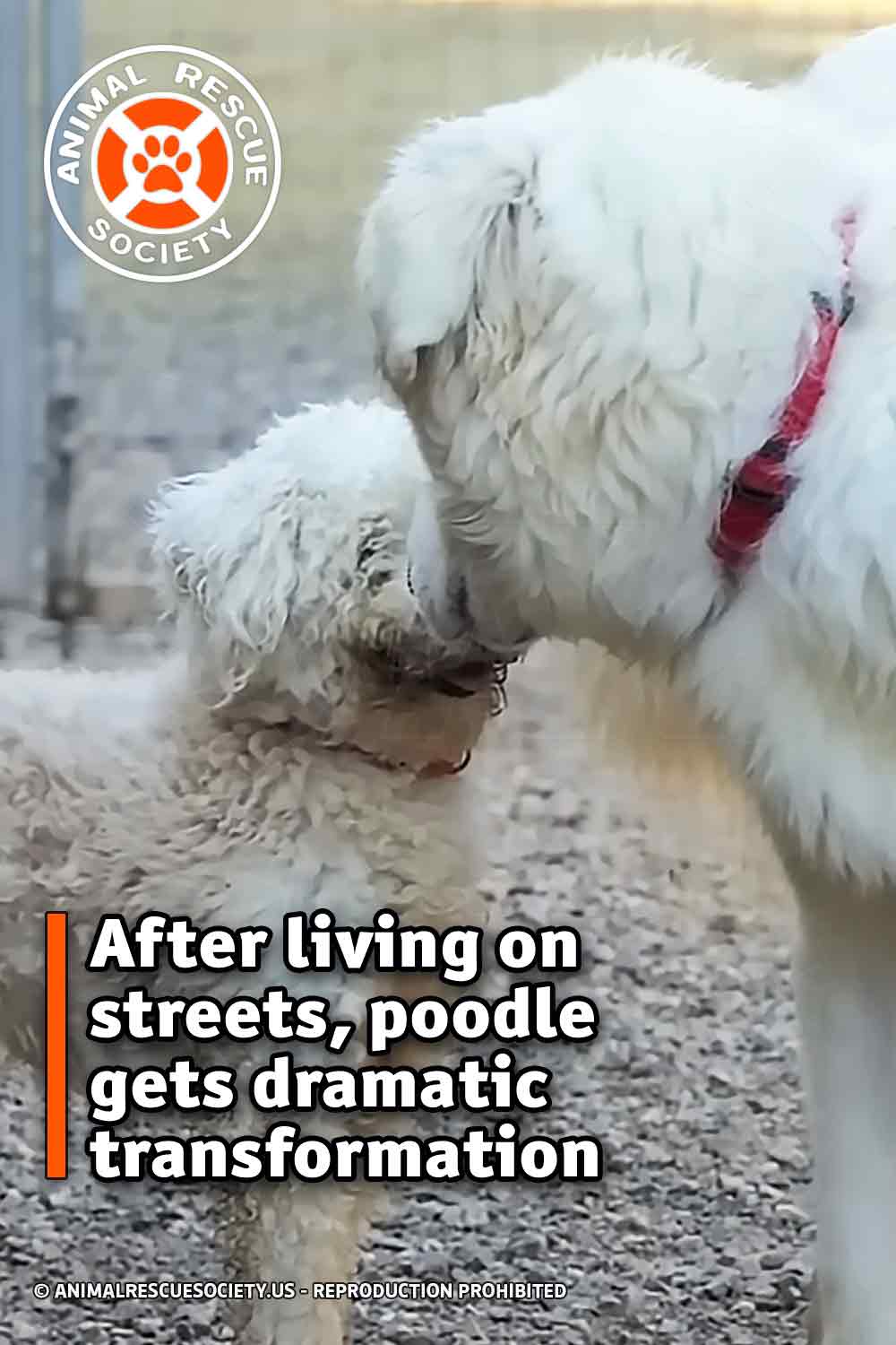 After living on streets, poodle gets dramatic transformation