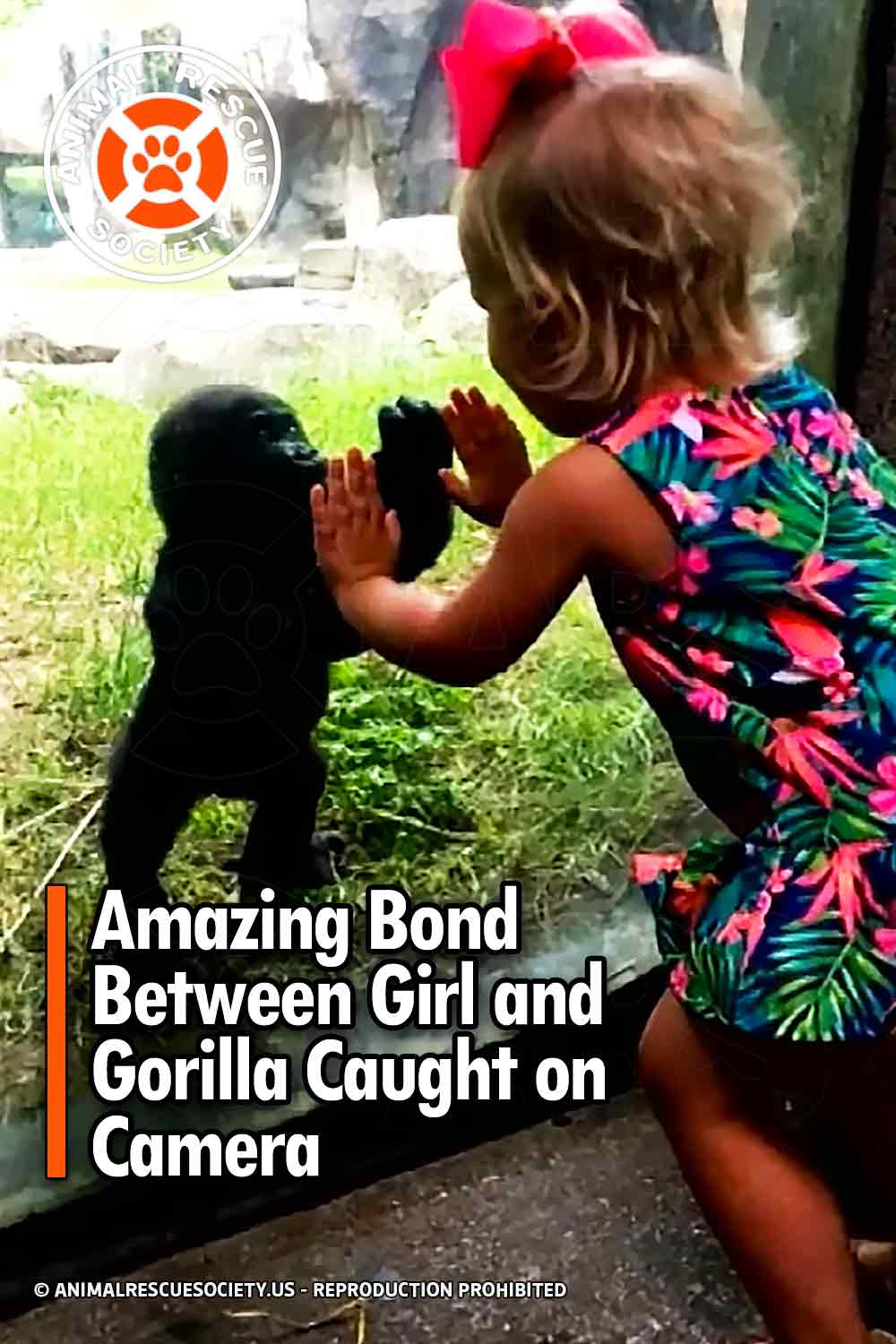 Amazing Bond Between Girl and Gorilla Caught on Camera