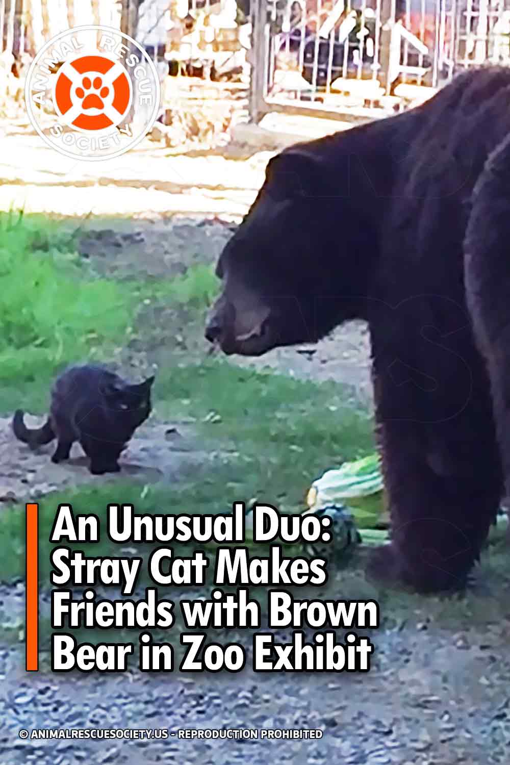 An Unusual Duo: Stray Cat Makes Friends with Brown Bear in Zoo Exhibit
