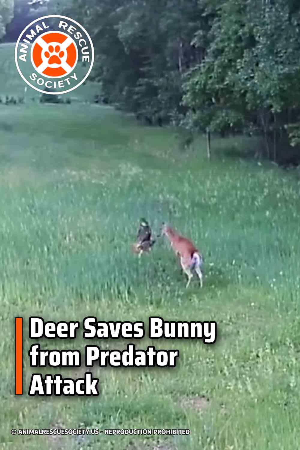 Deer Saves Bunny from Predator Attack