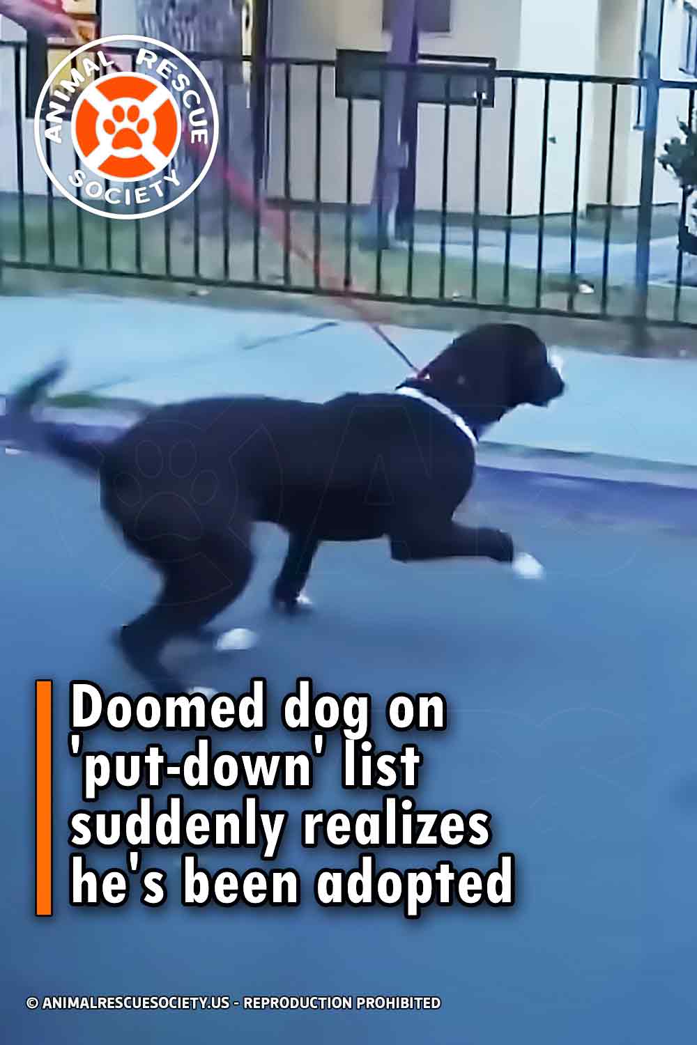 Doomed dog on \'put-down\' list suddenly realizes he\'s been adopted