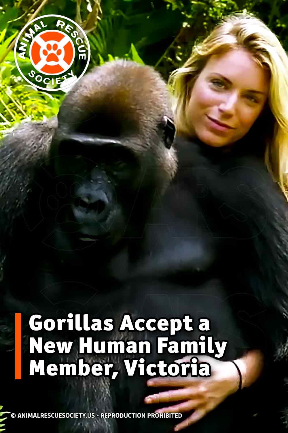 Gorillas Accept a New Human Family Member, Victoria