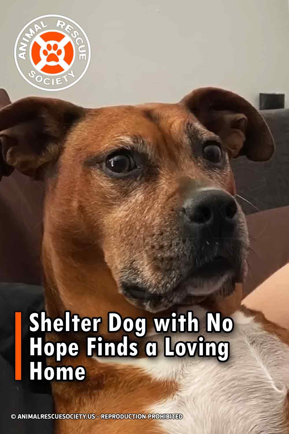 Shelter Dog with No Hope Finds a Loving Home