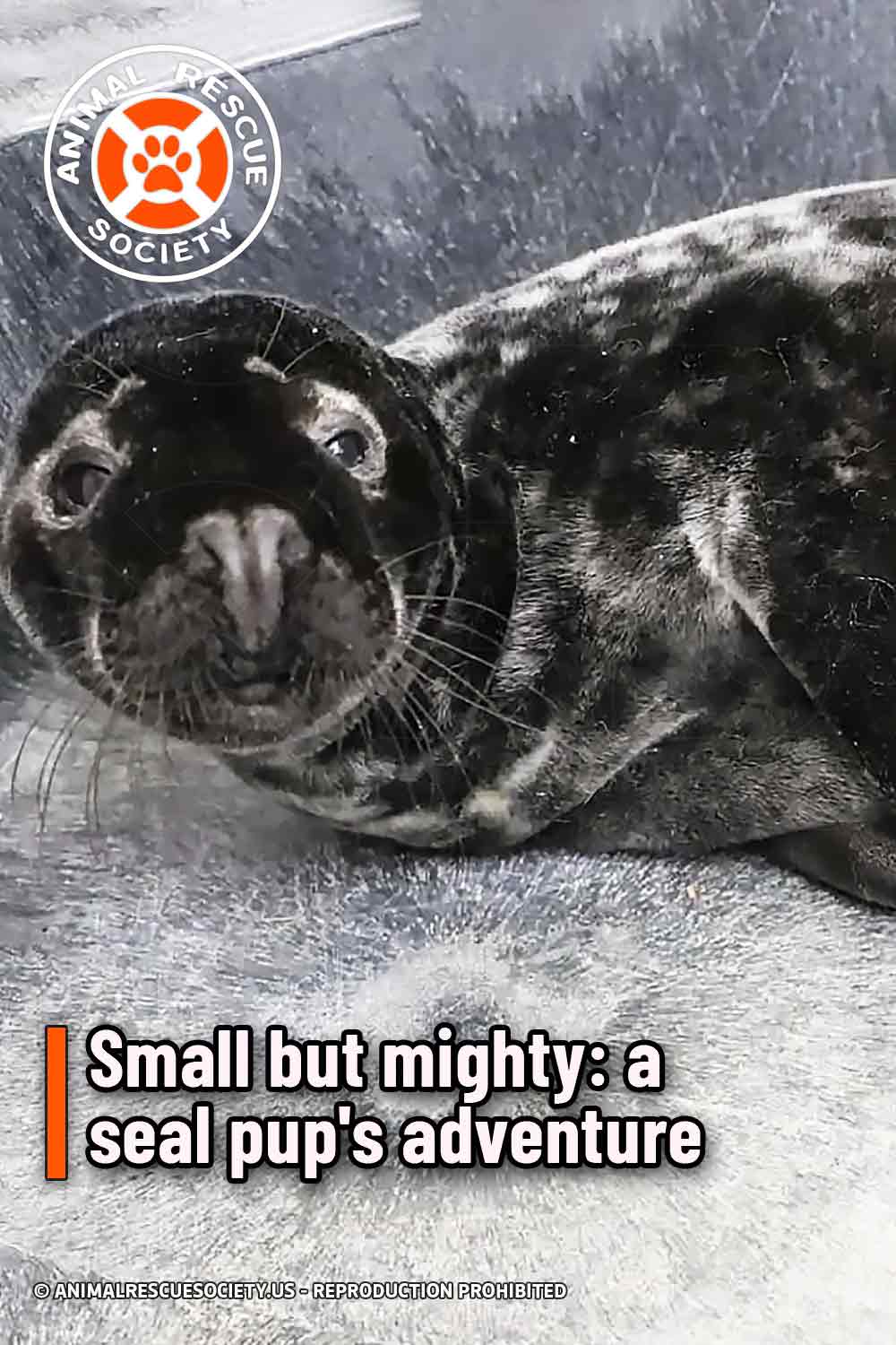 Small but mighty: a seal pup\'s adventure