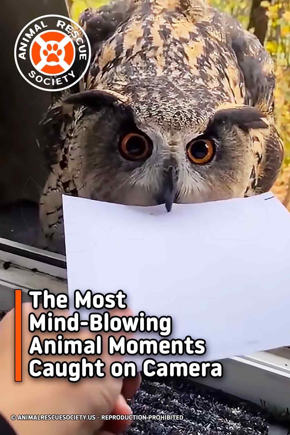 The Most Mind-Blowing Animal Moments Caught on Camera