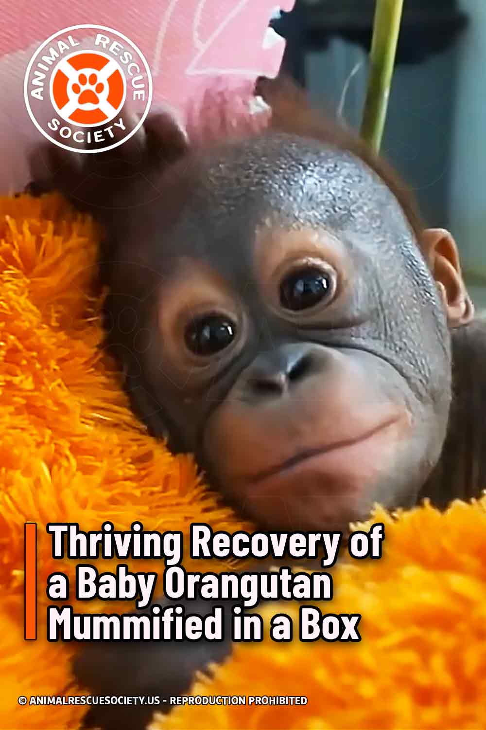 Thriving Recovery of a Baby Orangutan Mummified in a Box