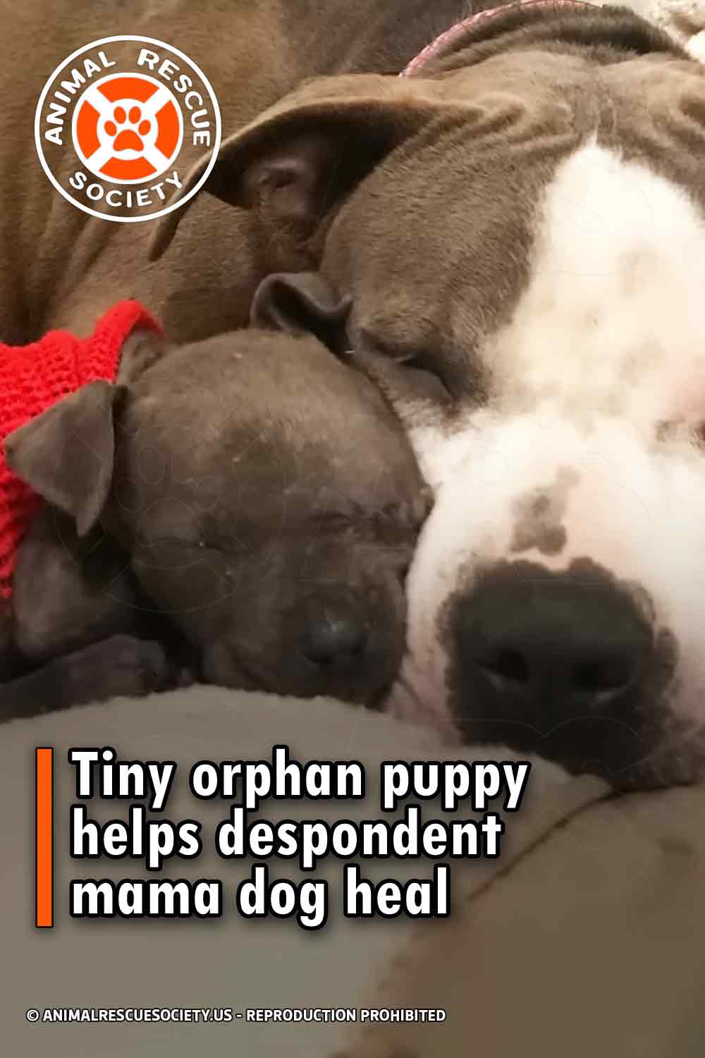 Tiny orphan puppy helps despondent mama dog heal