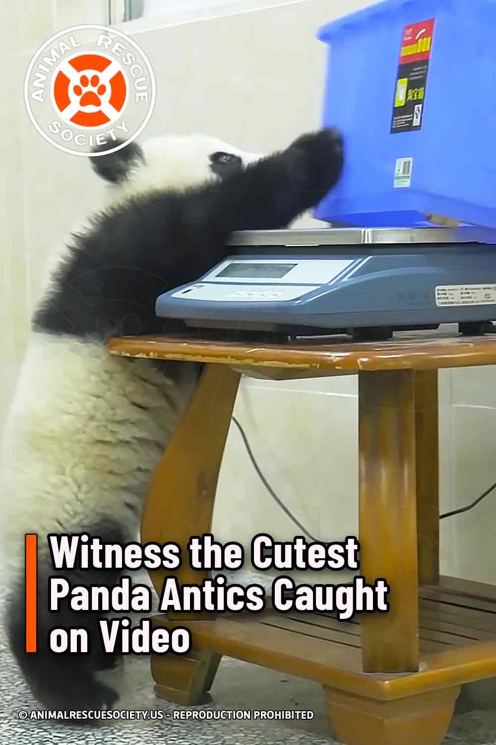 Witness the Cutest Panda Antics Caught on Video