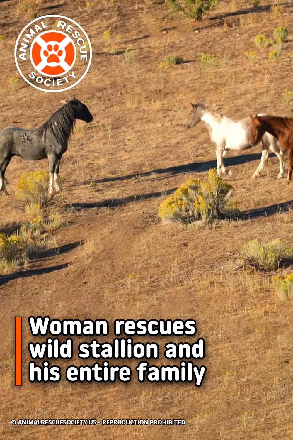 Woman rescues wild stallion and his entire family