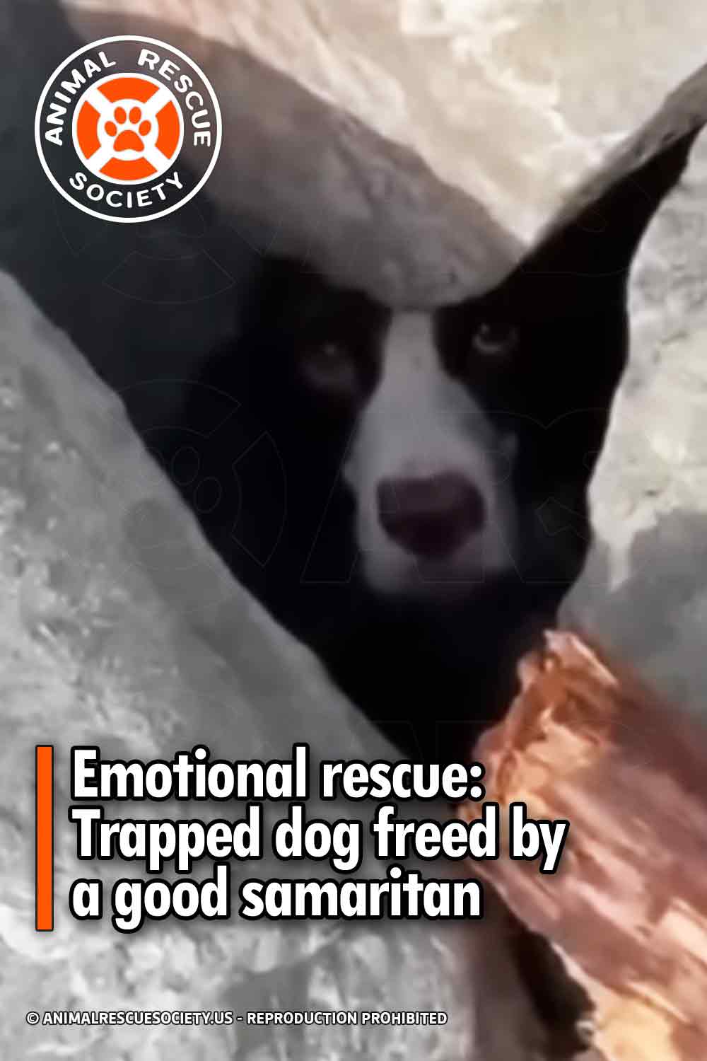 Emotional rescue: Trapped dog freed by a good samaritan