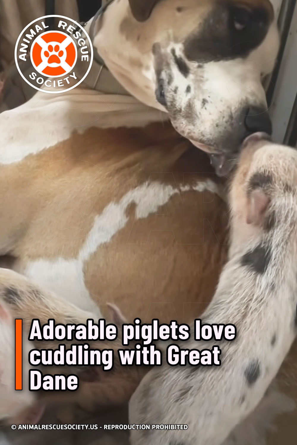 Adorable piglets love cuddling with Great Dane