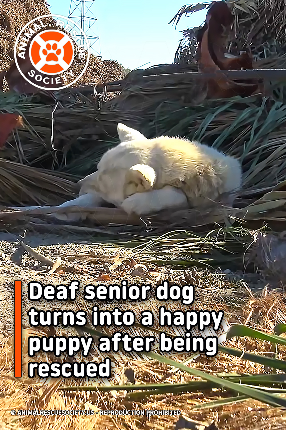 Deaf senior dog turns into a happy puppy after being rescued