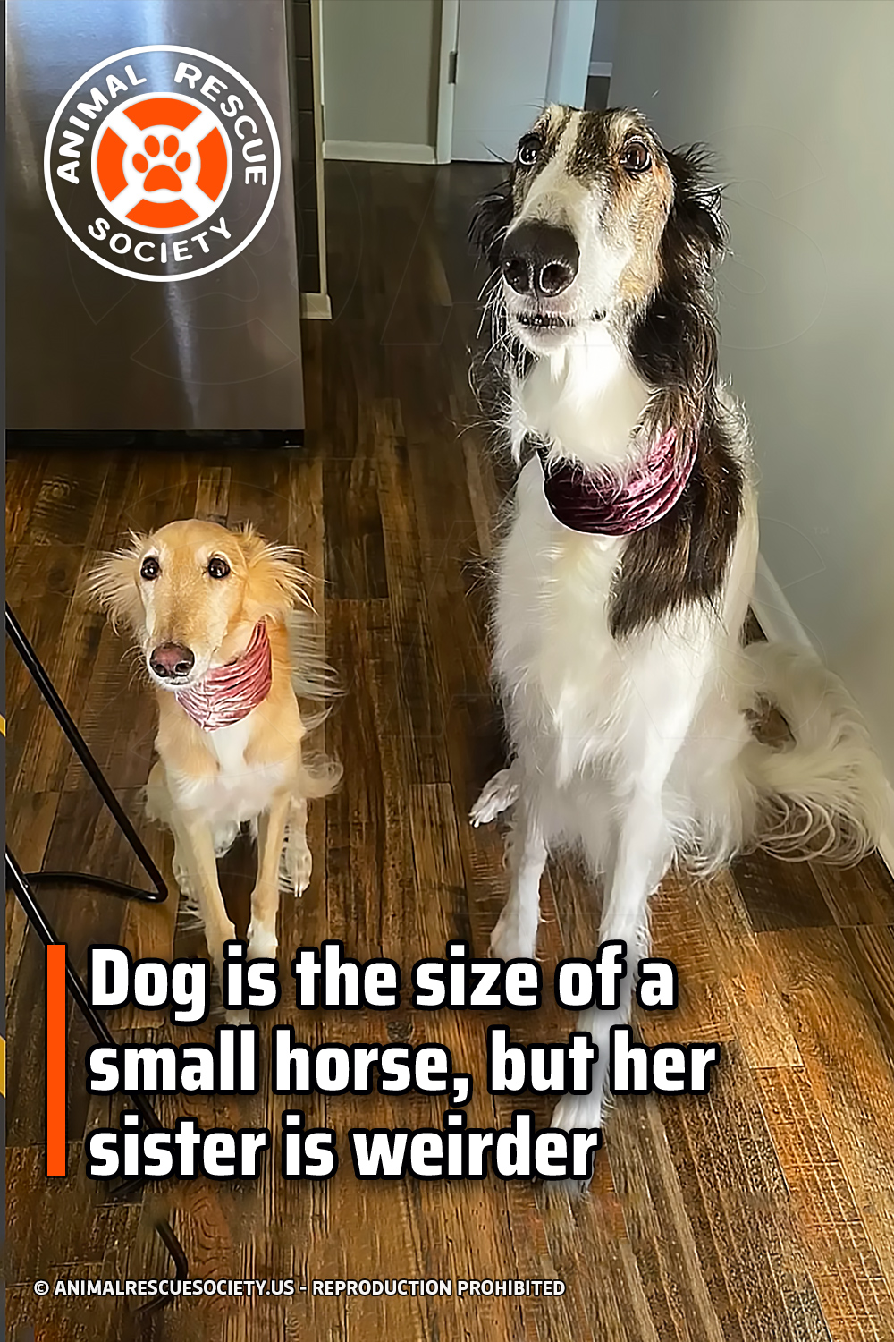 Dog is the size of a small horse, but her sister is weirder